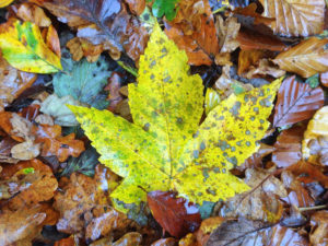 Herbstlaub lädt zum Spielen ein