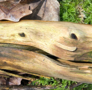 Lachendes Holz beim Lachspaziergang